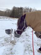 Frostfri drikkeautomat til ker og heste - 40 cm